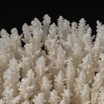 Genuine Table Coral // V1