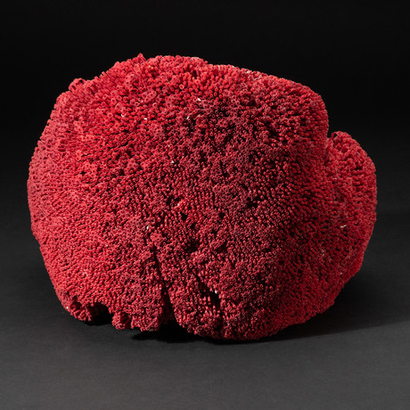 Genuine Red Pipe Organ Coral // V4