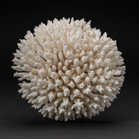 Genuine Table Coral // V2