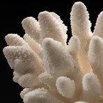 Genuine Finger Coral // V2