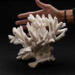 Genuine White Branch Coral // V3