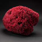 Genuine Red Pipe Organ Coral // Large // V2