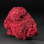 Genuine Red Pipe Organ Coral // V1