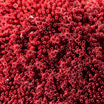 Genuine Red Pipe Organ Coral // V4