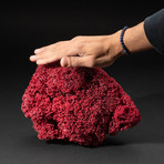 Genuine Red Pipe Organ Coral // V1