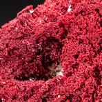 Genuine Red Pipe Organ Coral // Large // V2