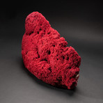 Genuine Red Pipe Organ Coral // Large // V1