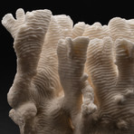 Genuine White Ridge Coral // V1