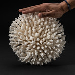 Genuine Table Coral // V2