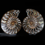 Ammonite Fossil I