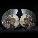 Ammonite Fossil II