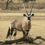 Oryx Horn Umbrella