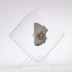 Psiloceras Ammonite Fossil Floating in Acrylic Display // Ver. 4