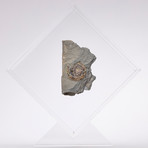 Psiloceras Ammonite Fossil Floating in Acrylic Display // Ver. 4