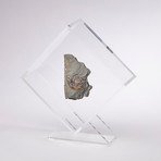 Psiloceras Ammonite Fossil Floating in Acrylic Display // Ver. 4