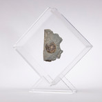 Psiloceras Ammonite Fossil Floating in Acrylic Display // Ver. 4