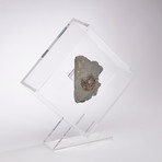 Psiloceras Ammonite Fossil Floating in Acrylic Display // Ver. 4