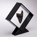 Fossil Megalodon Tooth Floating in Acrylic Display