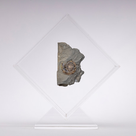 Psiloceras Ammonite Fossil Floating in Acrylic Display // Ver. 4