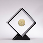 Fossil Sea Urchin Floating in Acrylic Display