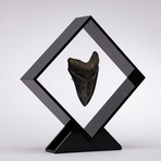 Fossil Megalodon Tooth Floating in Acrylic Display