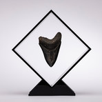 Fossil Megalodon Tooth Floating in Acrylic Display