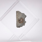 Psiloceras Ammonite Fossil Floating in Acrylic Display // Ver. 4