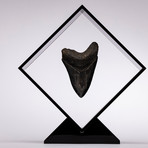 Fossil Megalodon Tooth Floating in Acrylic Display