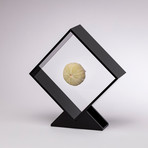 Fossil Sea Urchin Floating in Acrylic Display