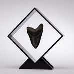 Fossil Megalodon Tooth Floating in Acrylic Display