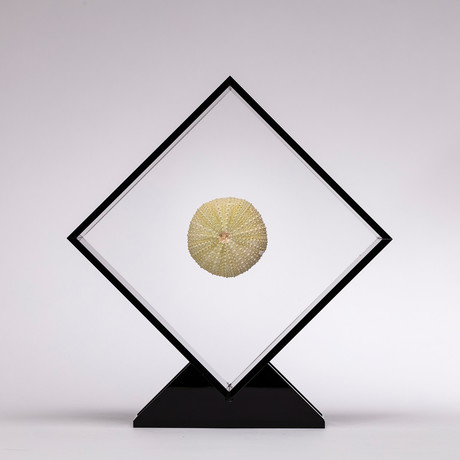 Fossil Sea Urchin Floating in Acrylic Display