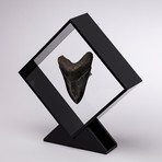 Fossil Megalodon Tooth Floating in Acrylic Display