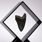 Fossil Megalodon Tooth Floating in Acrylic Display