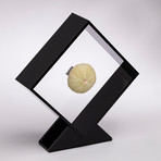 Fossil Sea Urchin Floating in Acrylic Display