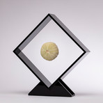 Fossil Sea Urchin Floating in Acrylic Display