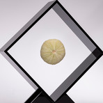 Fossil Sea Urchin Floating in Acrylic Display