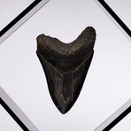 Fossil Megalodon Tooth Floating in Acrylic Display