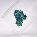 Malachite And Azurite Specimen Floating in Acrylic Display // Ver. 2