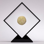 Fossil Sea Urchin Floating in Acrylic Display