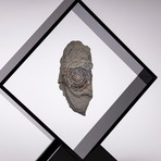 Psiloceras Ammonite Fossil Floating in Acrylic Display // Ver. 1