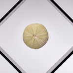 Fossil Sea Urchin Floating in Acrylic Display