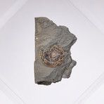 Psiloceras Ammonite Fossil Floating in Acrylic Display // Ver. 4