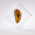 Agate Floating in Acrylic Display // Ver. 3