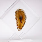 Agate Floating in Acrylic Display // Ver. 3