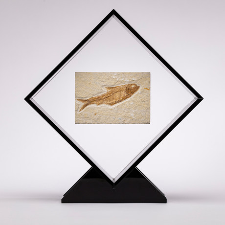 Green River Fish Fossil Floating in Acrylic Display // Ver. 1