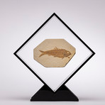 Green River Fish Fossil Floating in Acrylic Display // Ver. 2