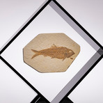 Green River Fish Fossil Floating in Acrylic Display // Ver. 2