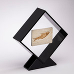 Green River Fish Fossil Floating in Acrylic Display // Ver. 1