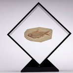 Green River Fish Fossil Floating in Acrylic Display // Ver. 3