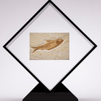 Green River Fish Fossil Floating in Acrylic Display // Ver. 1